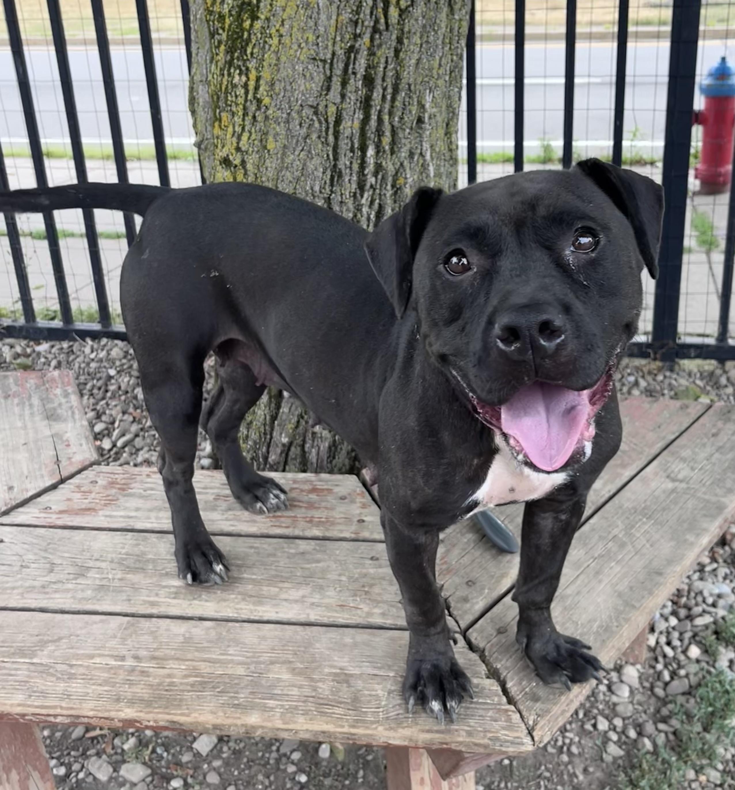 Audrina, ADOPTABLE, Young Female Pit Bull Terrier.
