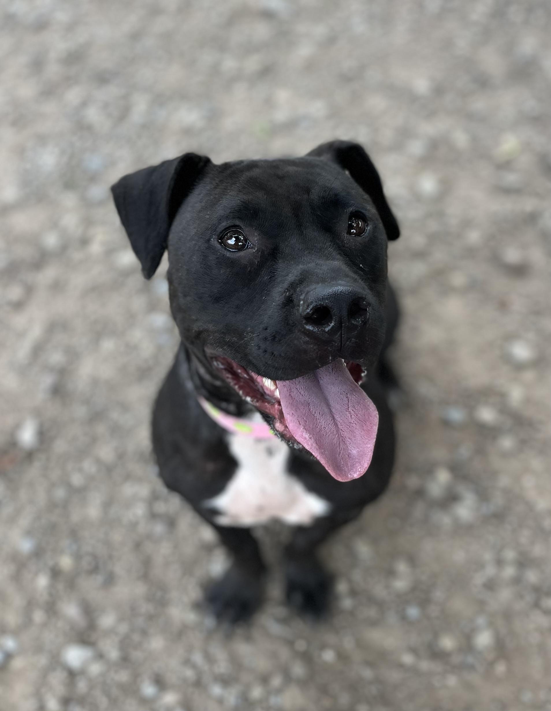 Audrina, a ADOPTABLE mixed breed in Buffalo, NY image 4/6
