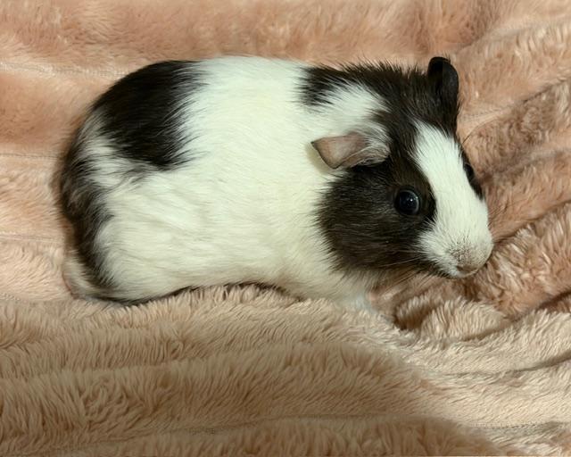 Enlarge Almond Joy & Penguin, an adoptable Guinea Pig in Austin, TX image 4/4