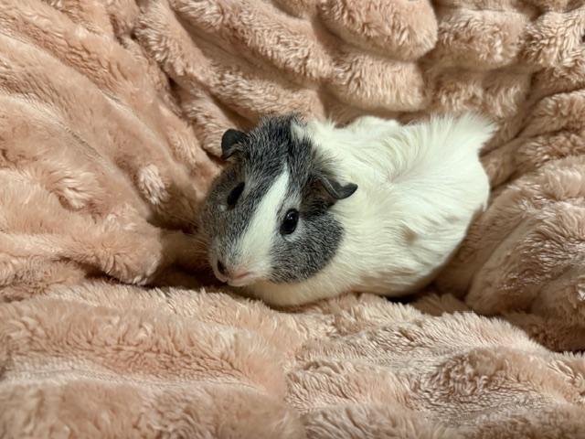 Enlarge Almond Joy & Penguin, an adoptable Guinea Pig in Austin, TX image 3/4
