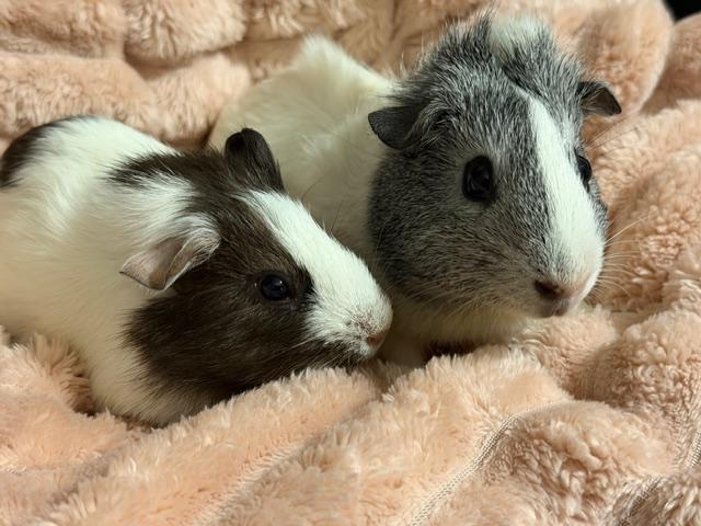 Enlarge Almond Joy & Penguin, an adoptable Guinea Pig in Austin, TX image 1/4