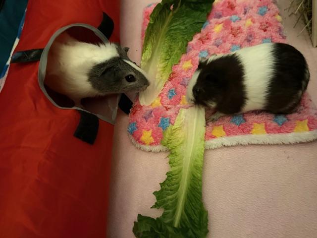 Enlarge Almond Joy & Penguin, an adoptable Guinea Pig in Austin, TX image 2/4