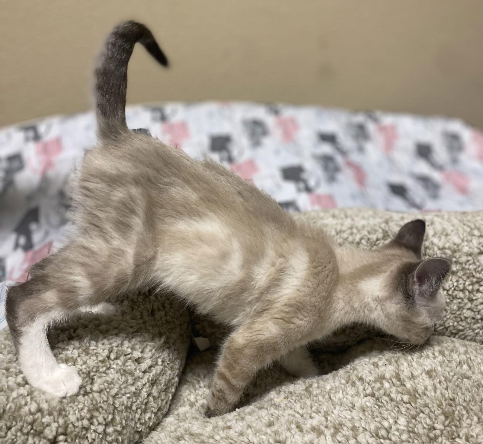 Horchata ( KT), Adopted, Kitten Female Siamese.