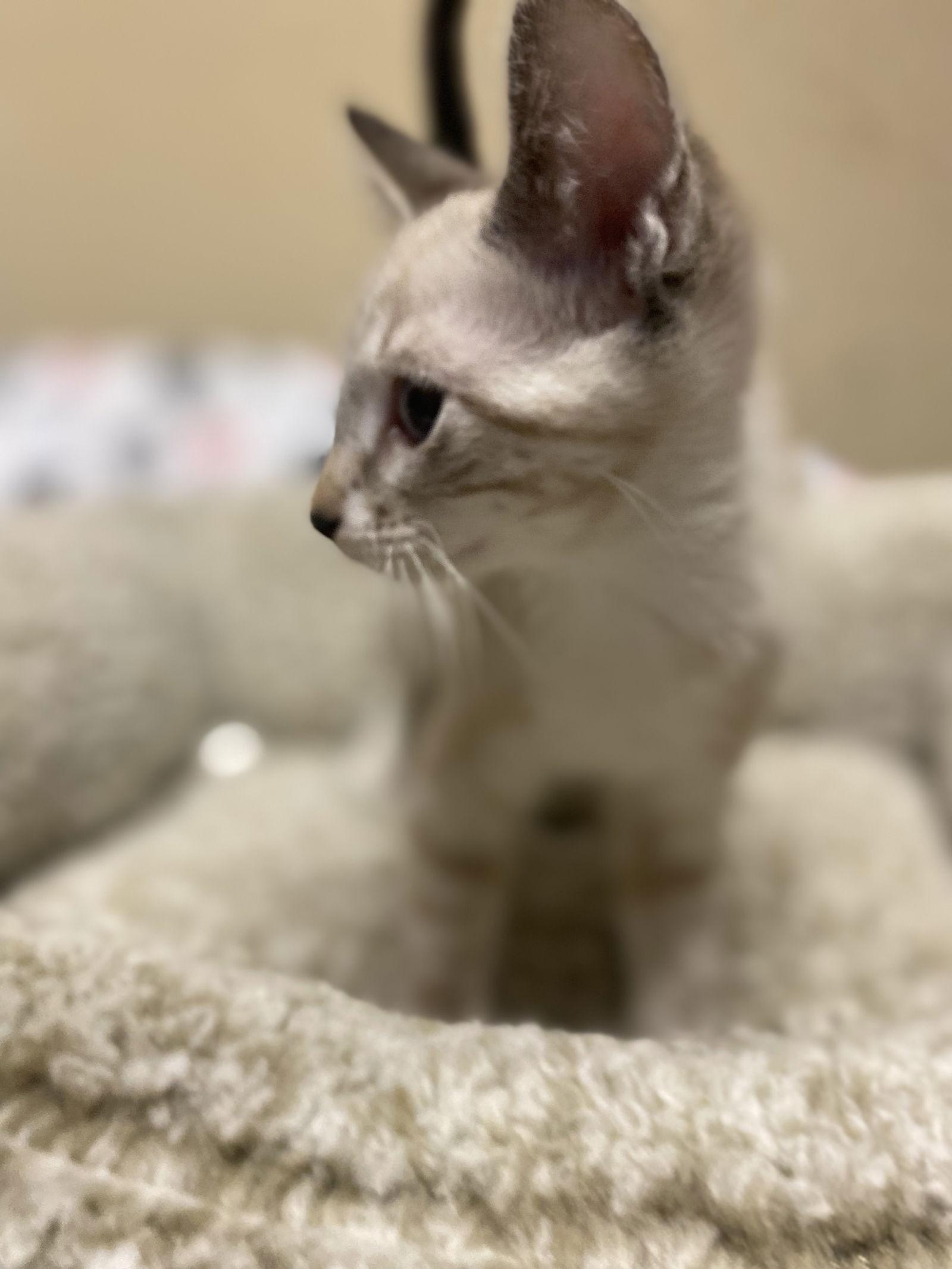 Horchata ( KT), a Adopted Siamese in Vallejo, CA image 2/3