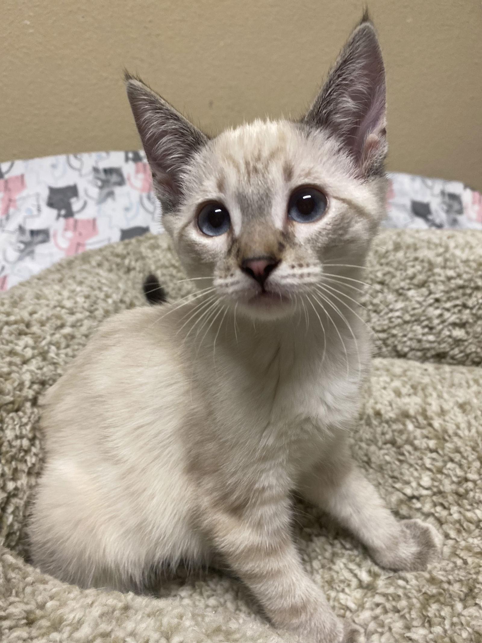 Horchata ( KT), a Adopted Siamese in Vallejo, CA image 3/3