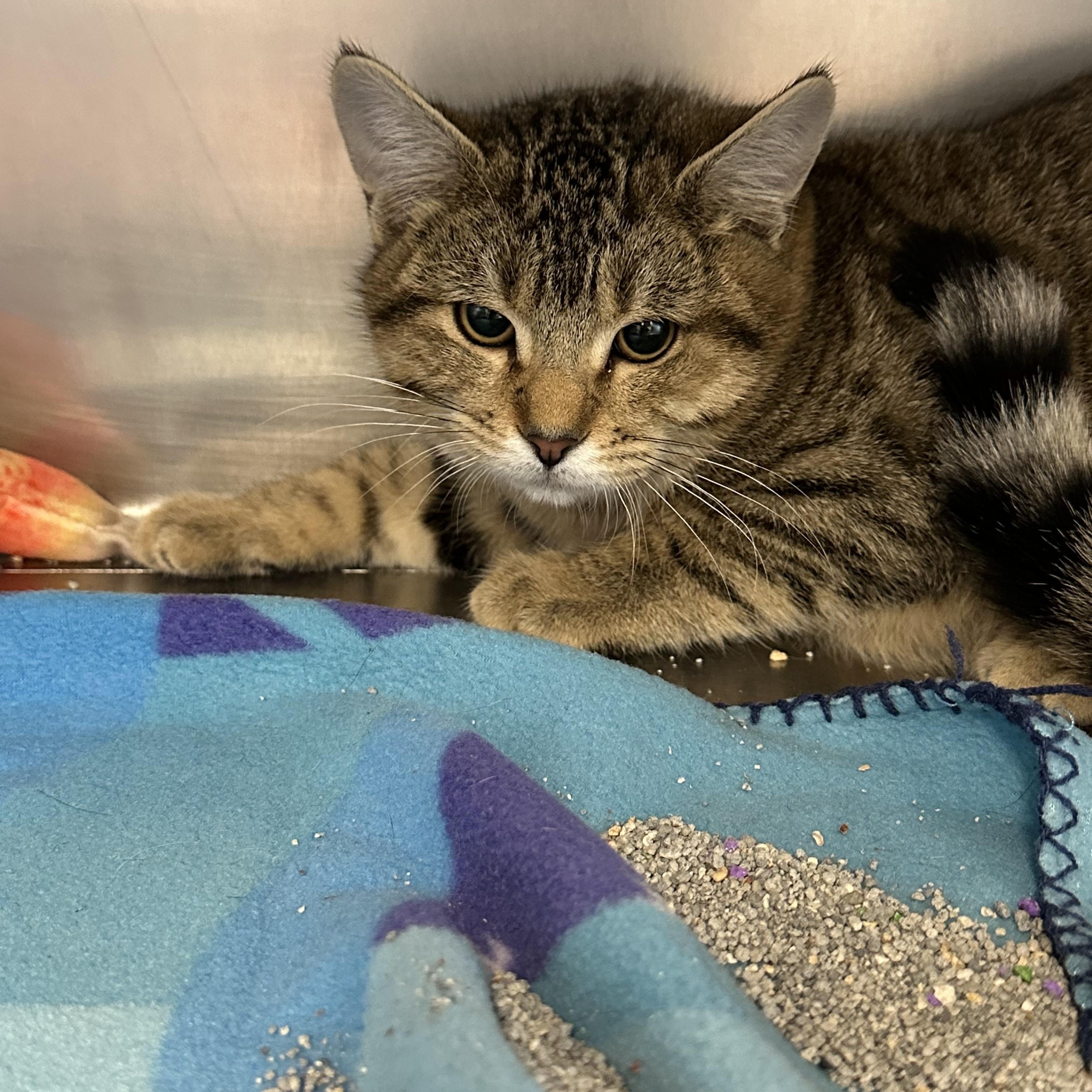 Enlarge Xander, a Adoptable mixed breed in Gladstone, MO image 1/1