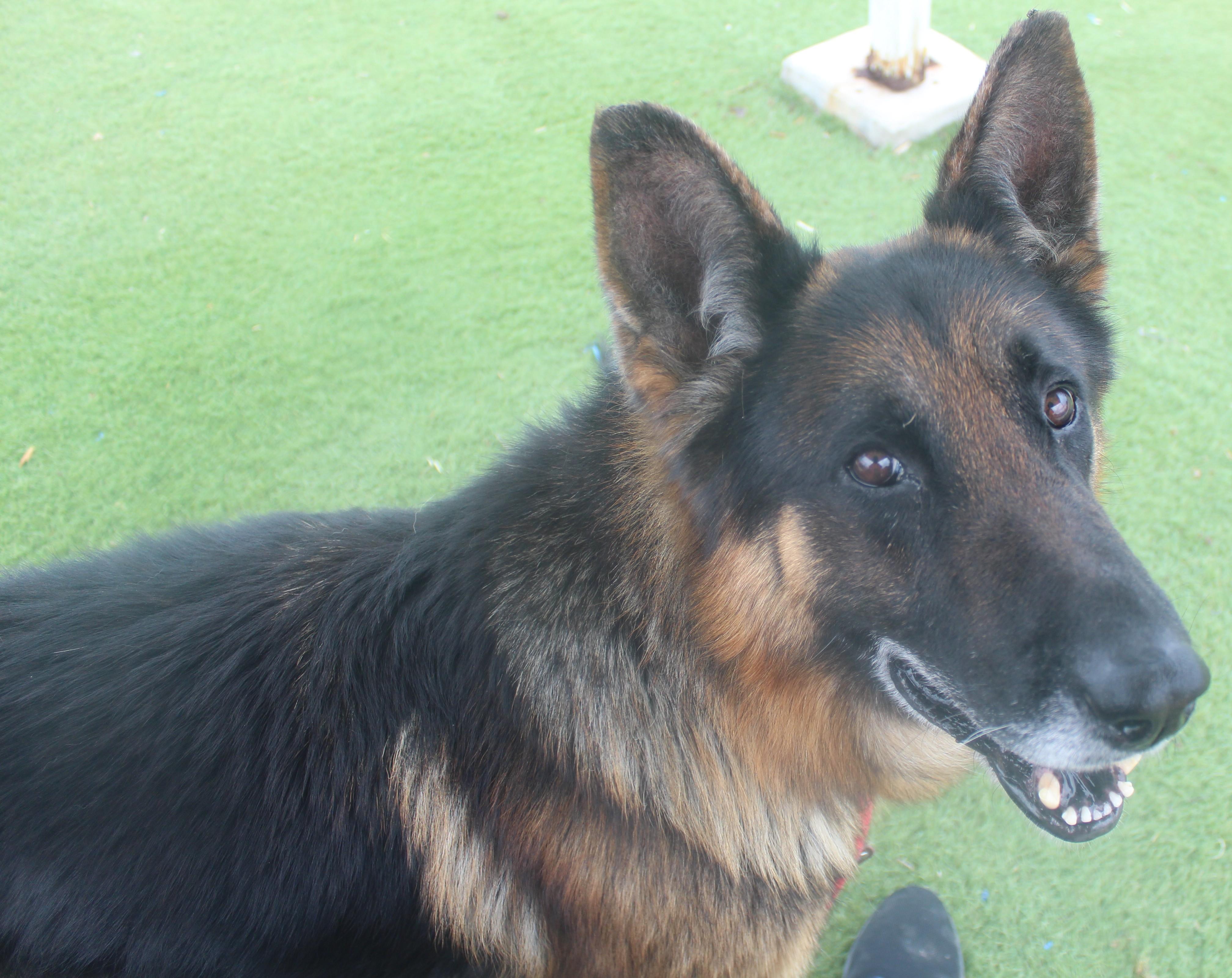 Reno, an adopted German Shepherd Dog in Wasco, CA image 2/6