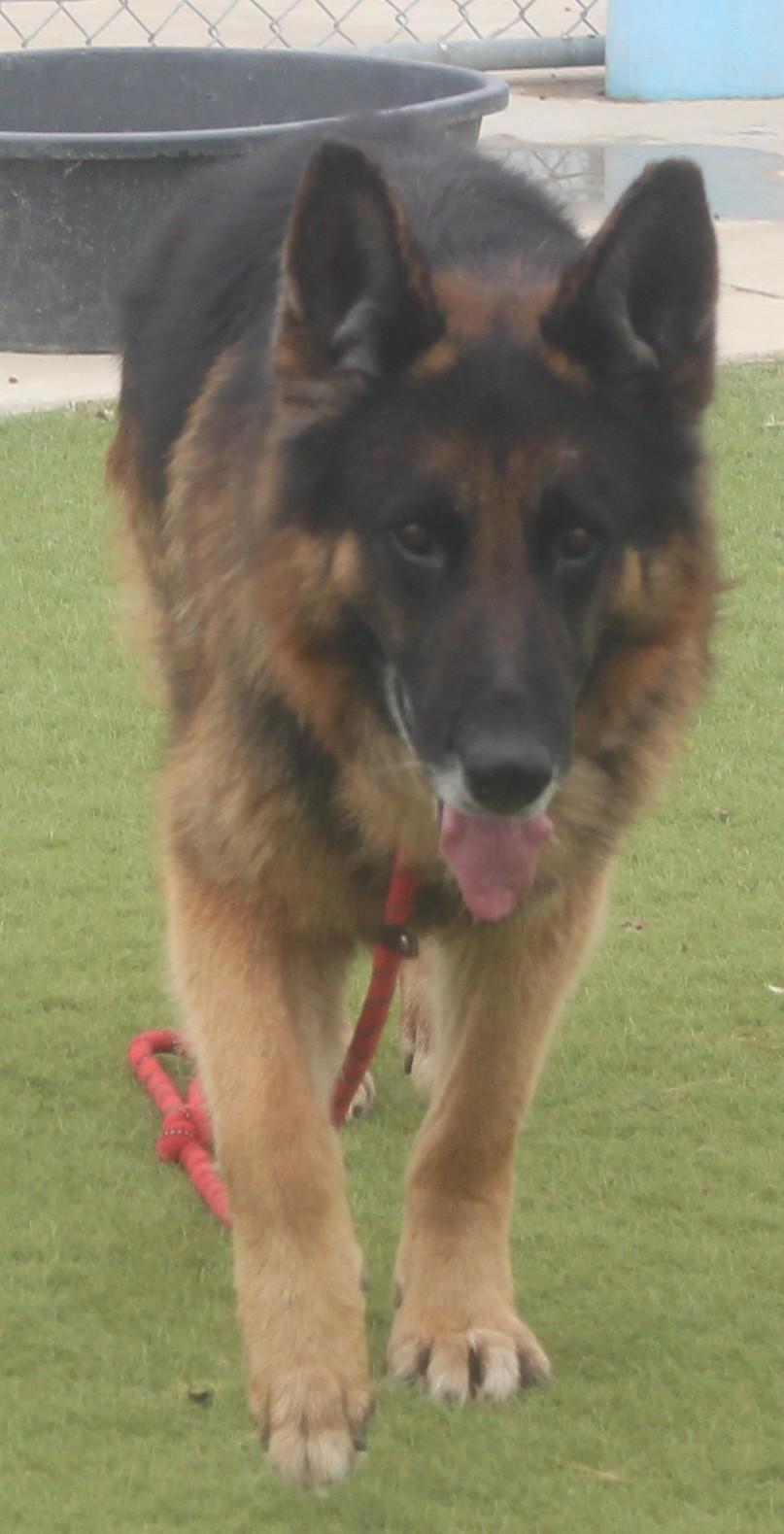 Reno, an adopted German Shepherd Dog in Wasco, CA image 4/6