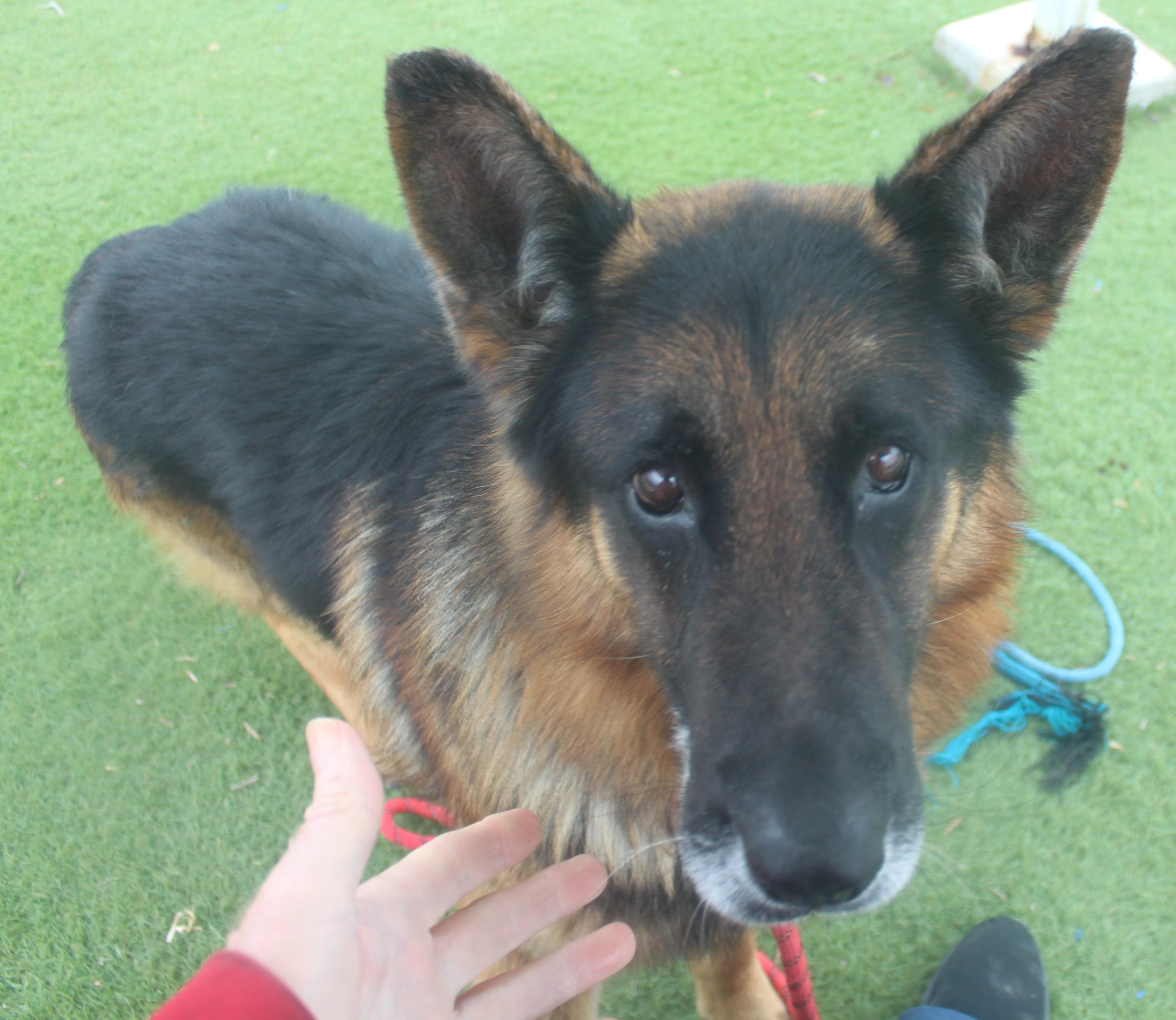 Reno, an adopted German Shepherd Dog in Wasco, CA image 5/6