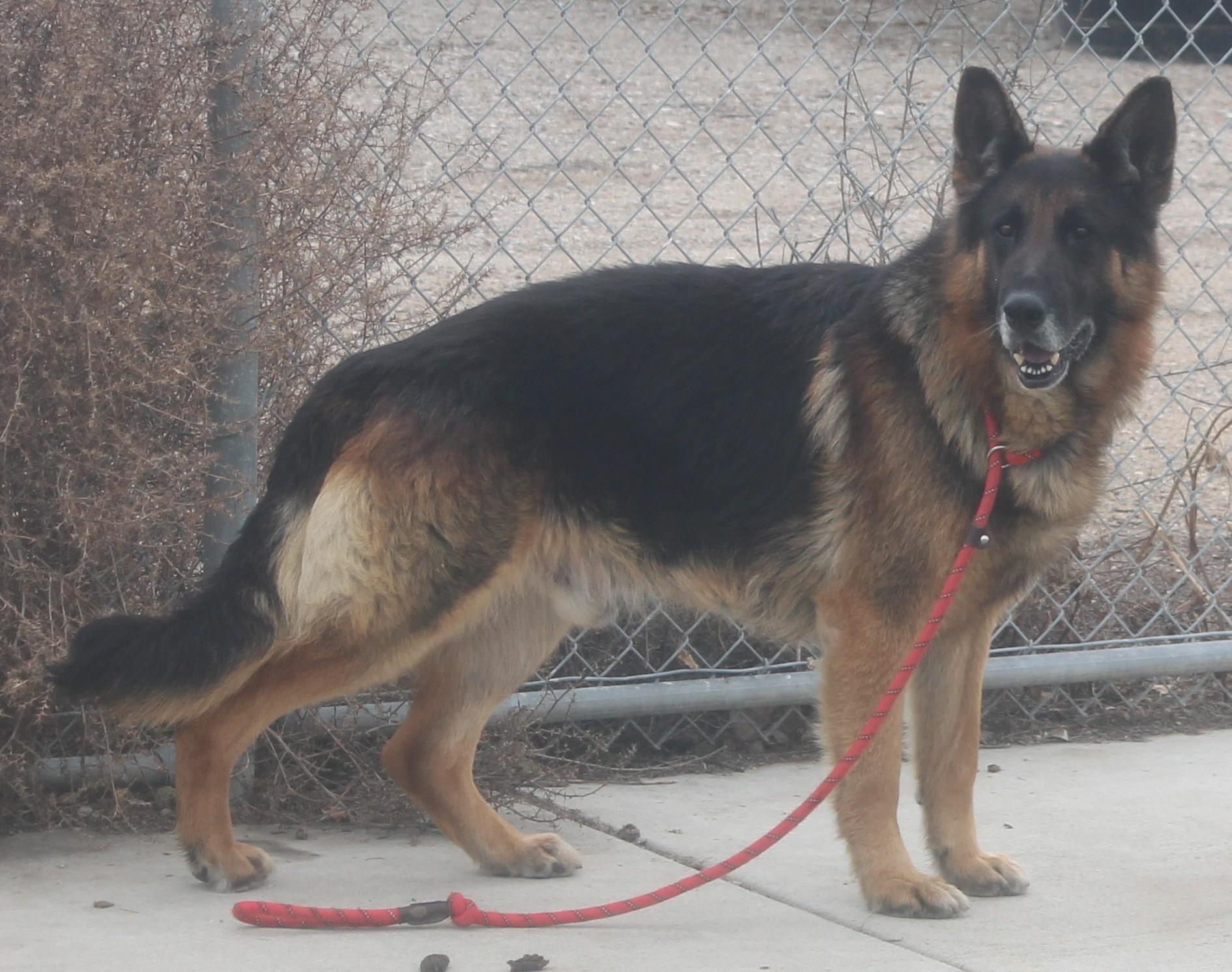 Reno, an adopted German Shepherd Dog in Wasco, CA image 3/6