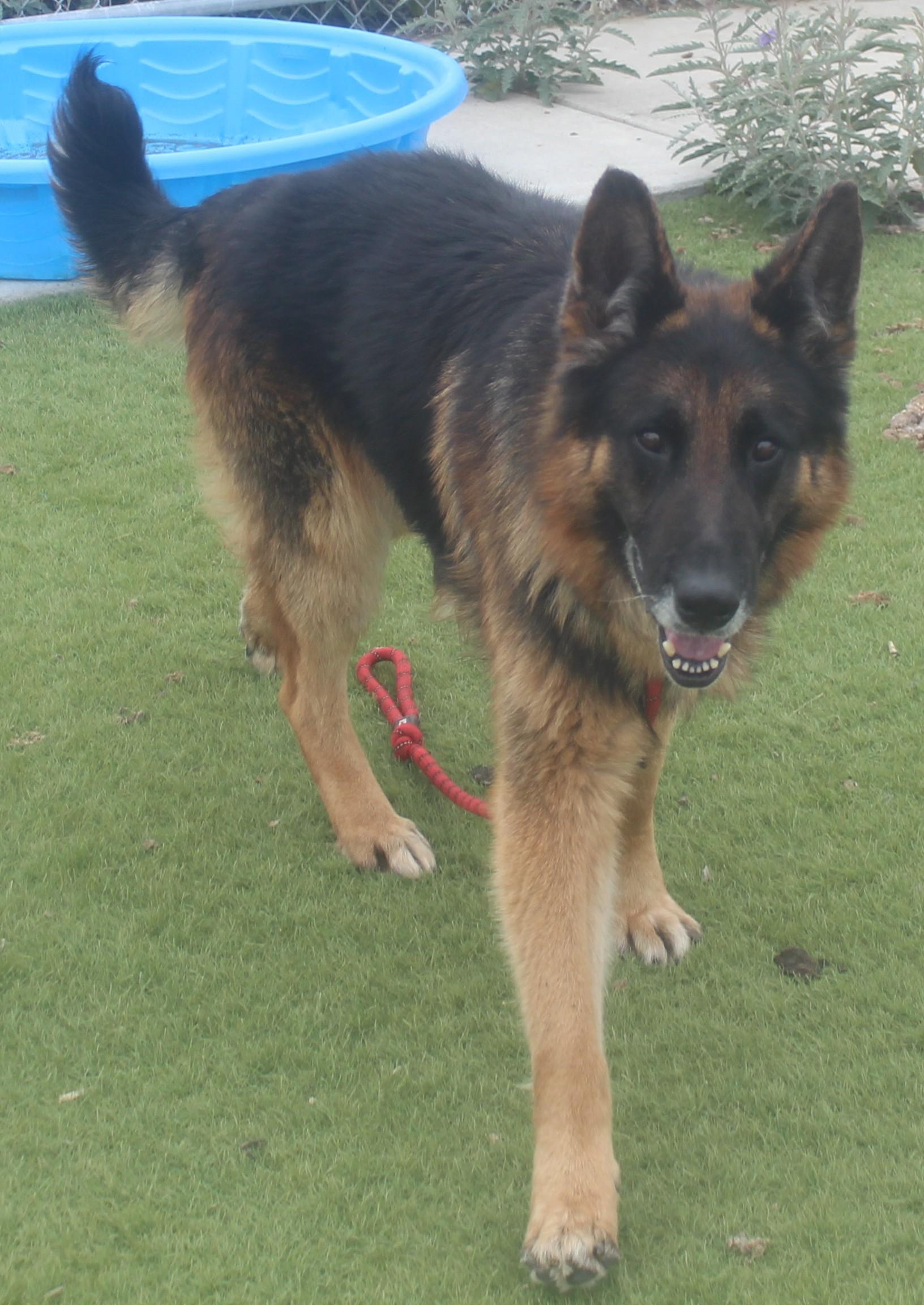 Reno, adopted, Senior Male German Shepherd Dog.