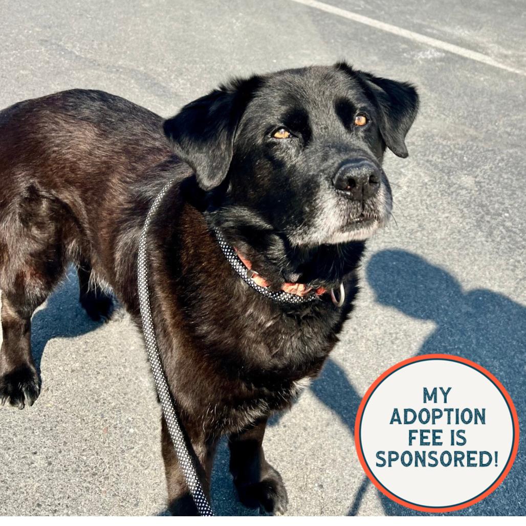 Enlarge Rocky - IN FOSTER, a Adoptable Black Labrador Retriever in Birdsboro, PA image 1/6