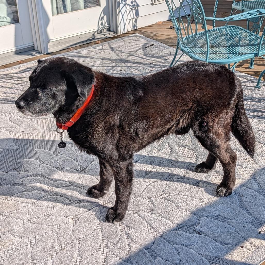 Enlarge Rocky - IN FOSTER, a Adoptable Black Labrador Retriever in Birdsboro, PA image 2/6