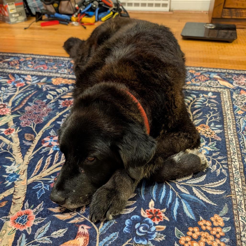 Enlarge Rocky - IN FOSTER, a Adoptable Black Labrador Retriever in Birdsboro, PA image 3/6