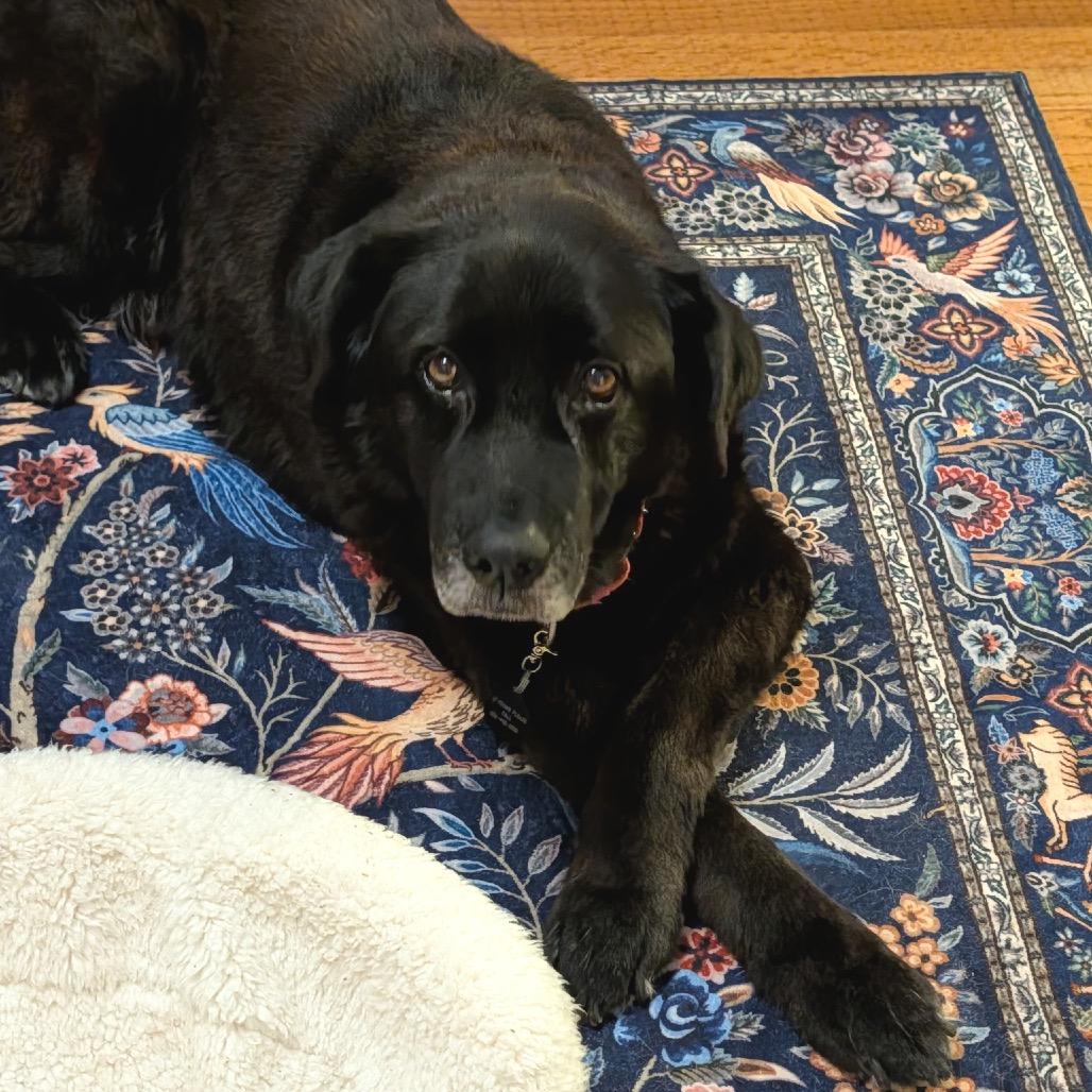 Enlarge Rocky - IN FOSTER, a Adoptable Black Labrador Retriever in Birdsboro, PA image 4/6