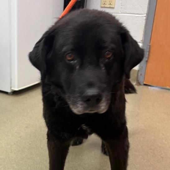 Enlarge Rocky - IN FOSTER, a Adoptable Black Labrador Retriever in Birdsboro, PA image 5/6