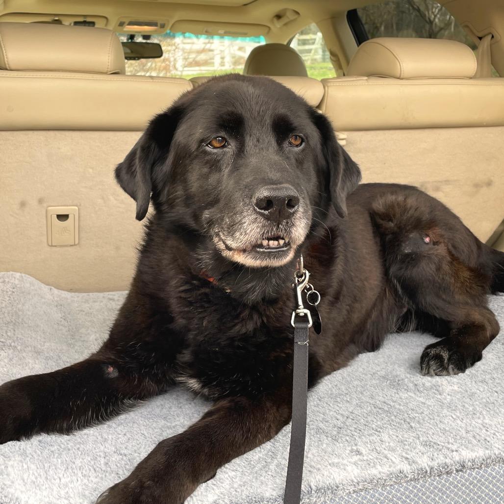 Enlarge Rocky - IN FOSTER, a Adoptable Black Labrador Retriever in Birdsboro, PA image 6/6