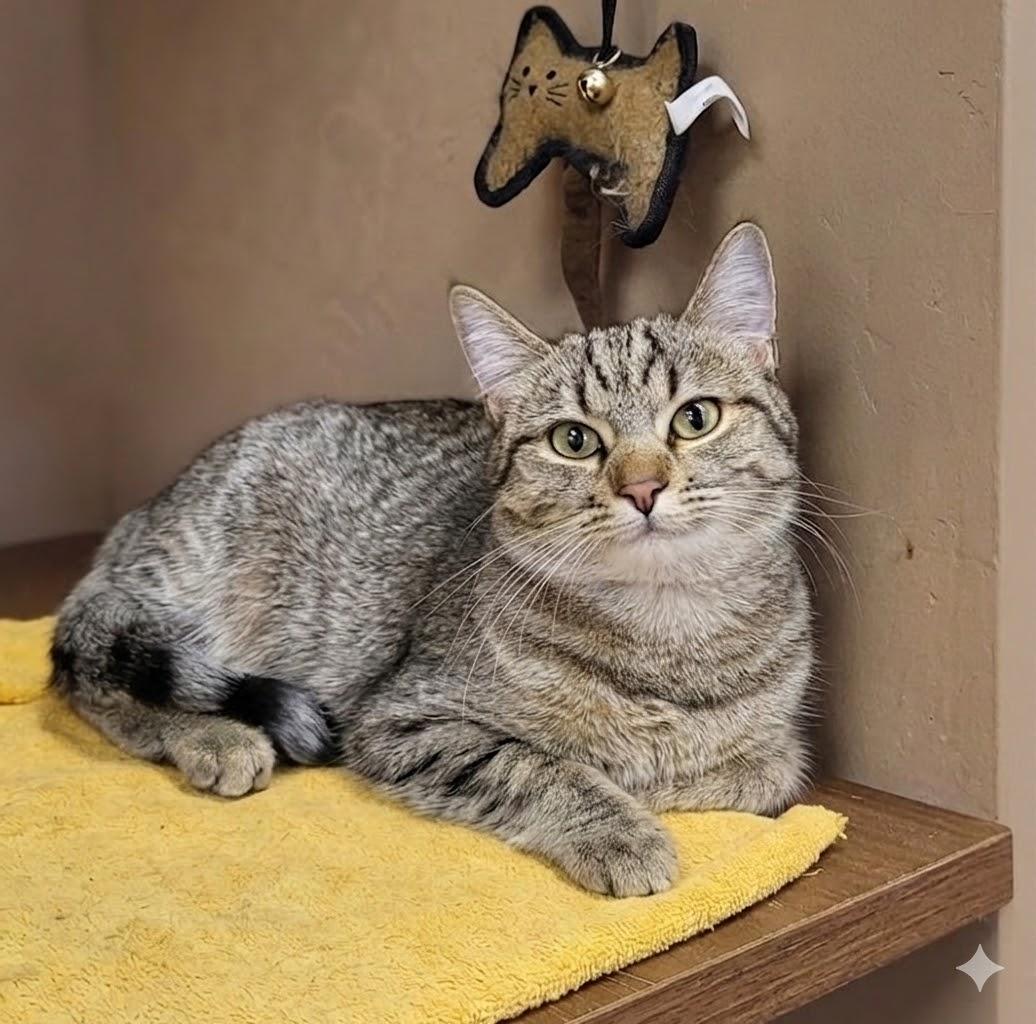 Munchkin and Monki (Bonded Sisters!), a ADOPTABLE Domestic Long Hair in Scarborough, ON image 3/4