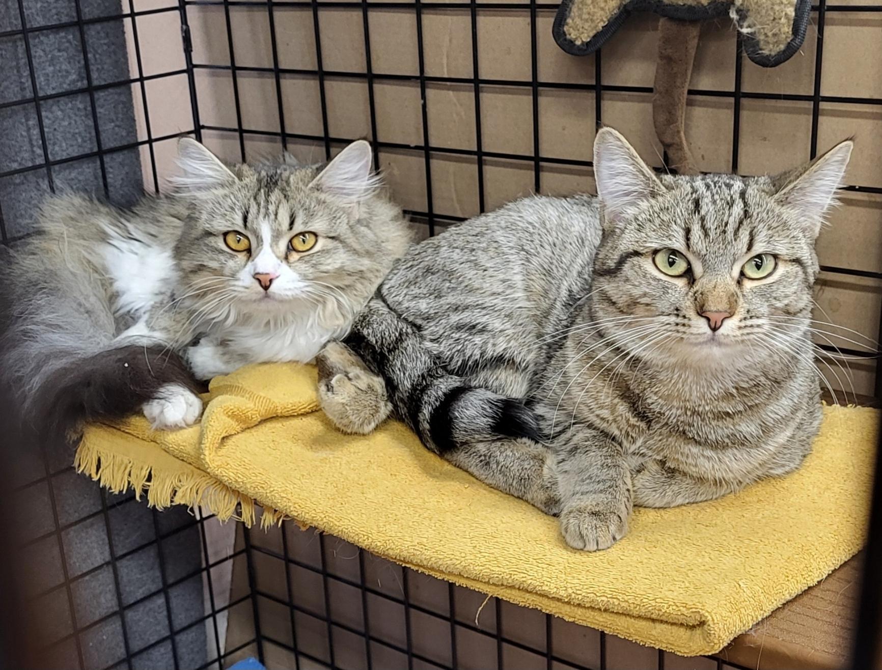Munchkin and Monki (Bonded Sisters!), ADOPTABLE, Young Female Domestic Long Hair.