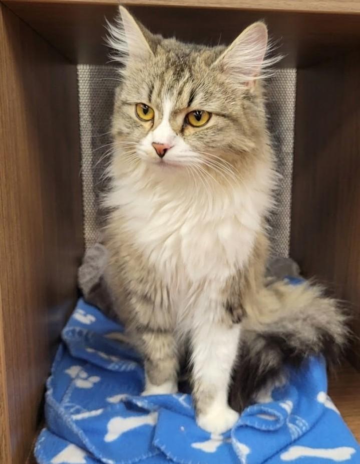 Munchkin and Monki (Bonded Sisters!), a ADOPTABLE Domestic Long Hair in Scarborough, ON image 2/4