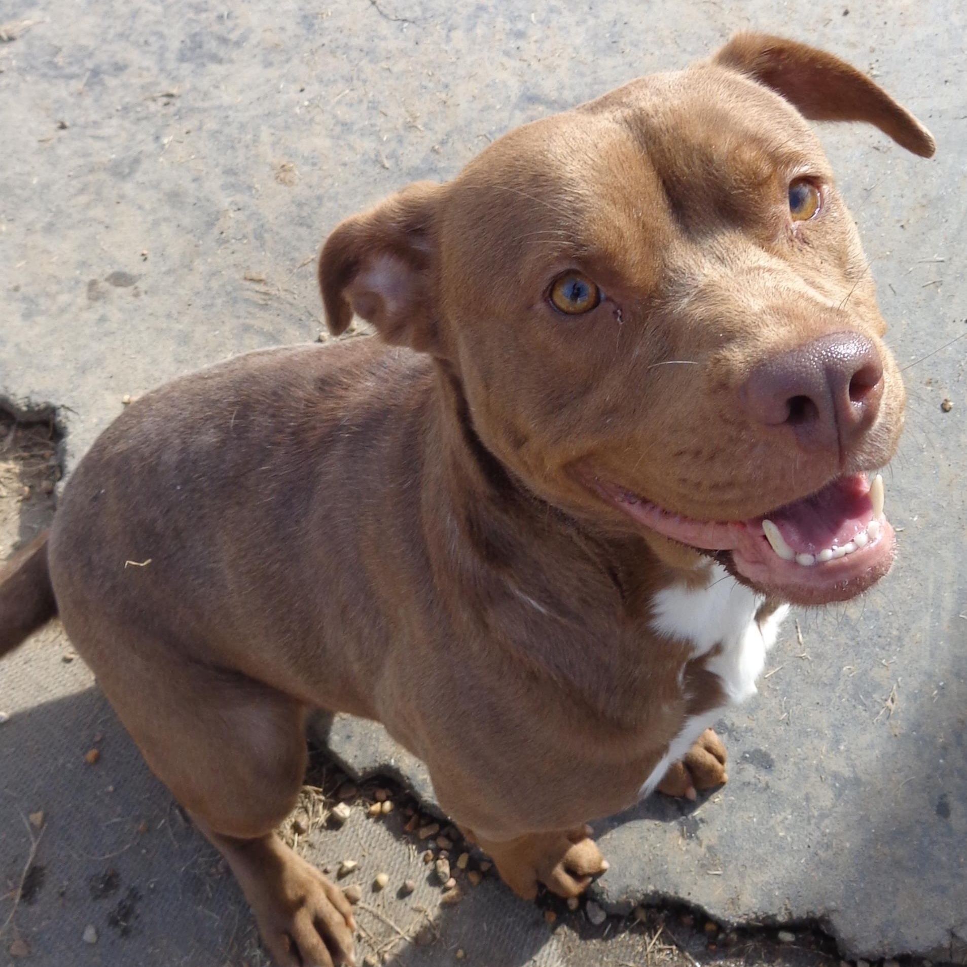 Enlarge China, a Adoptable Pit Bull Terrier in Southaven , MS image 1/4