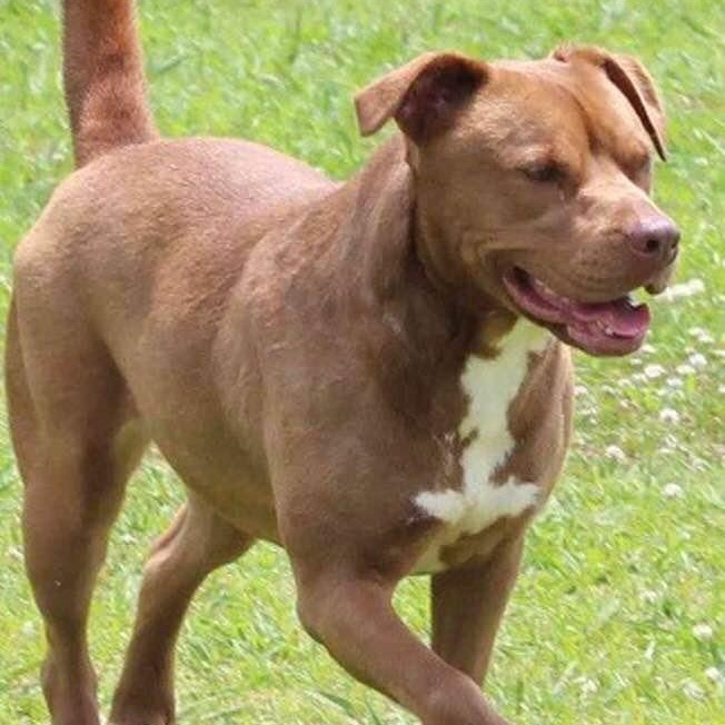 Enlarge China, a Adoptable Pit Bull Terrier in Southaven , MS image 4/4