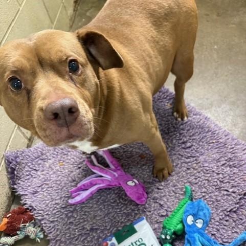 Enlarge China, a Adoptable Pit Bull Terrier in Southaven , MS image 2/4