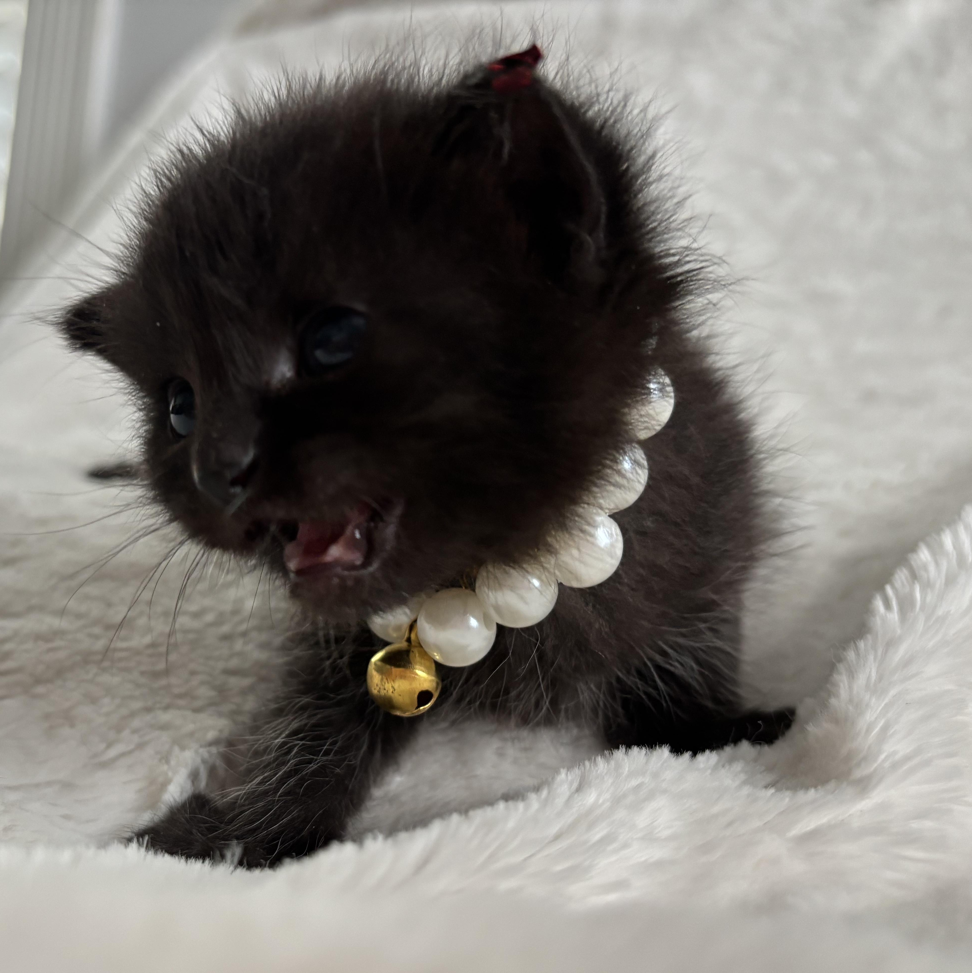 Rachel, an adoptable Domestic Short Hair, Burmese in Columbus, OH, 43221 | Photo Image 2