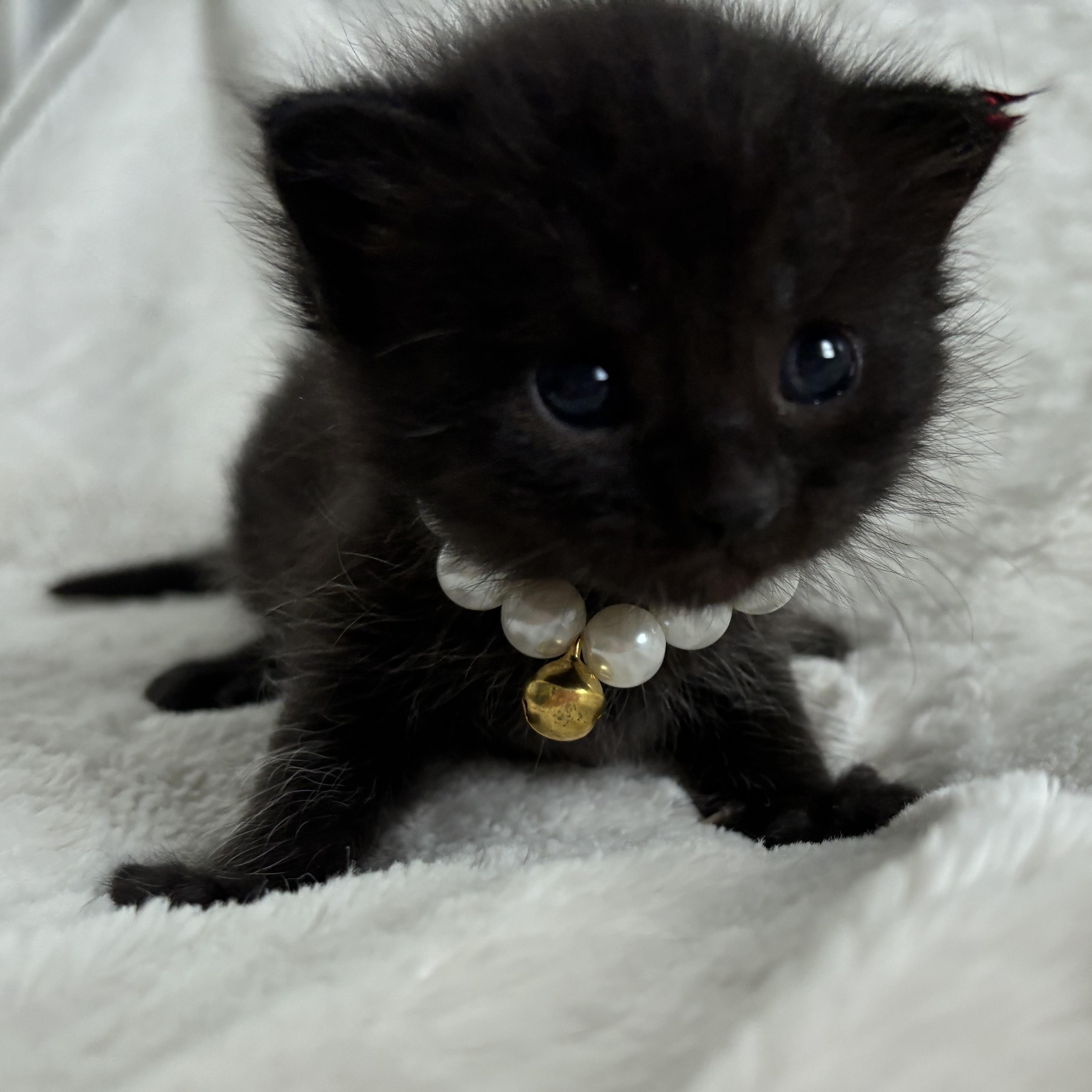 Rachel, an adoptable Domestic Short Hair, Burmese in Columbus, OH, 43221 | Photo Image 1