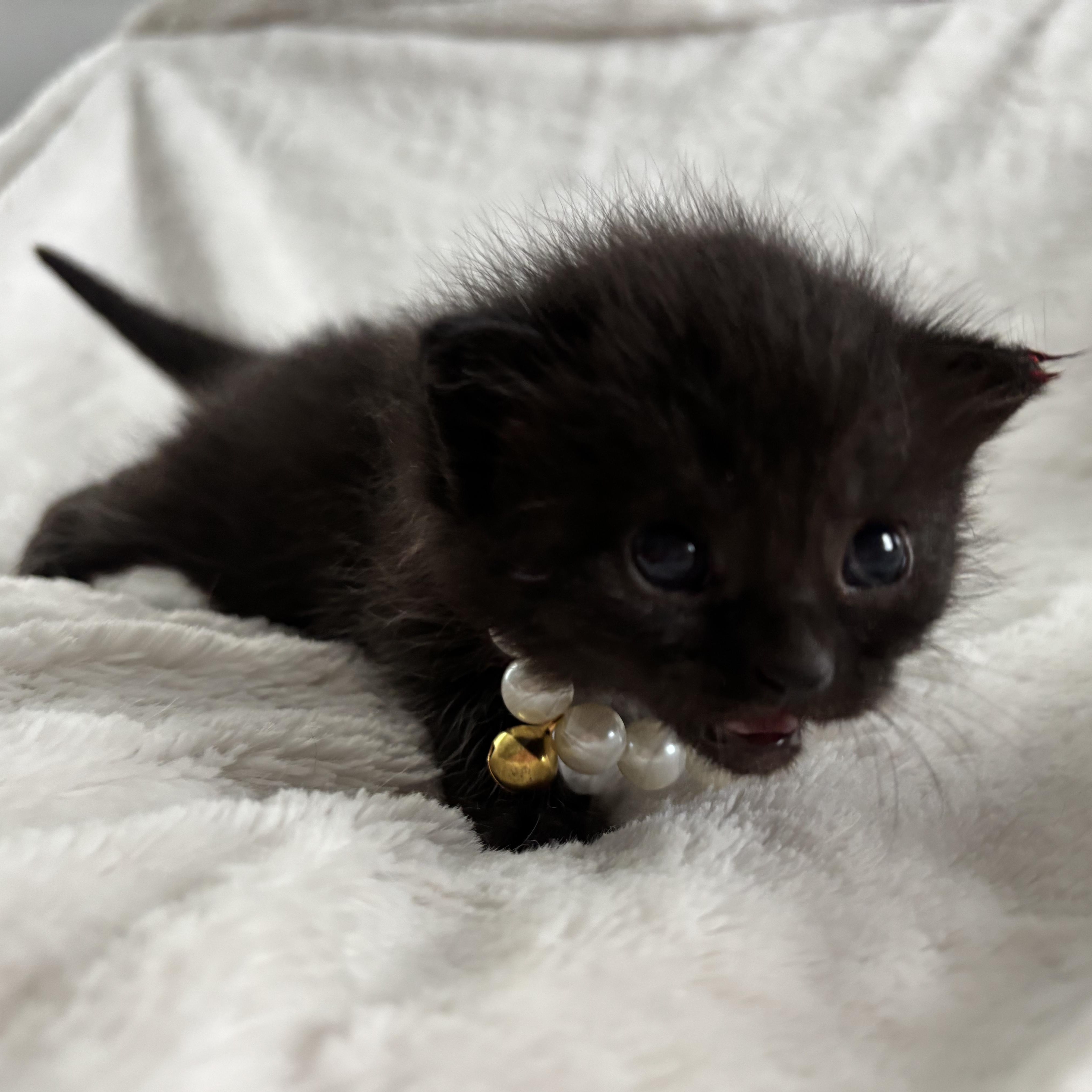 Rachel, an adoptable Domestic Short Hair, Burmese in Columbus, OH, 43221 | Photo Image 3