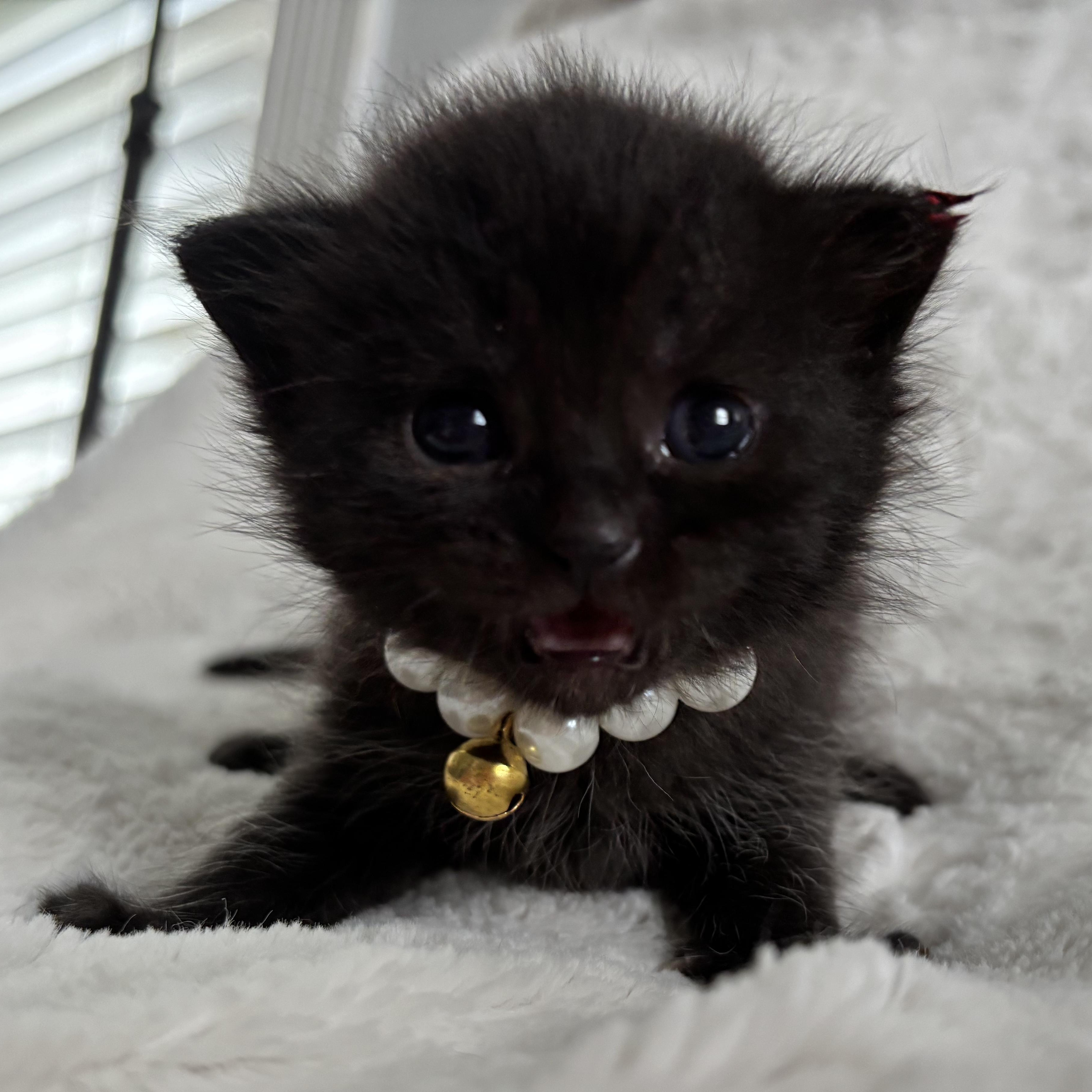 Rachel, an adoptable Domestic Short Hair, Burmese in Columbus, OH, 43221 | Photo Image 5