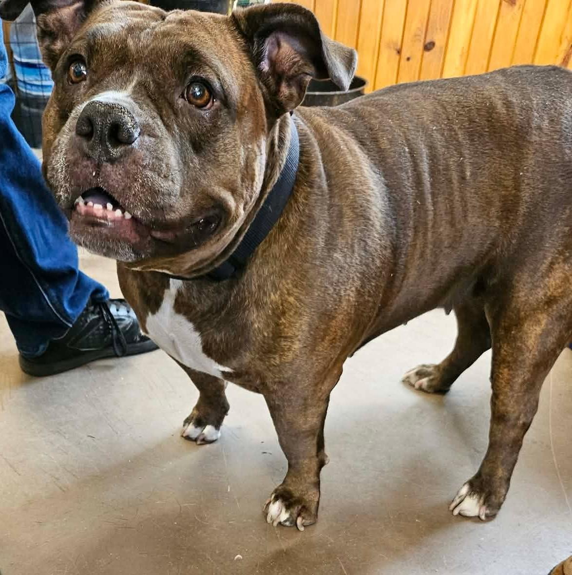 Estrella, a ADOPTABLE mixed breed in Chappell, NE image 2/2