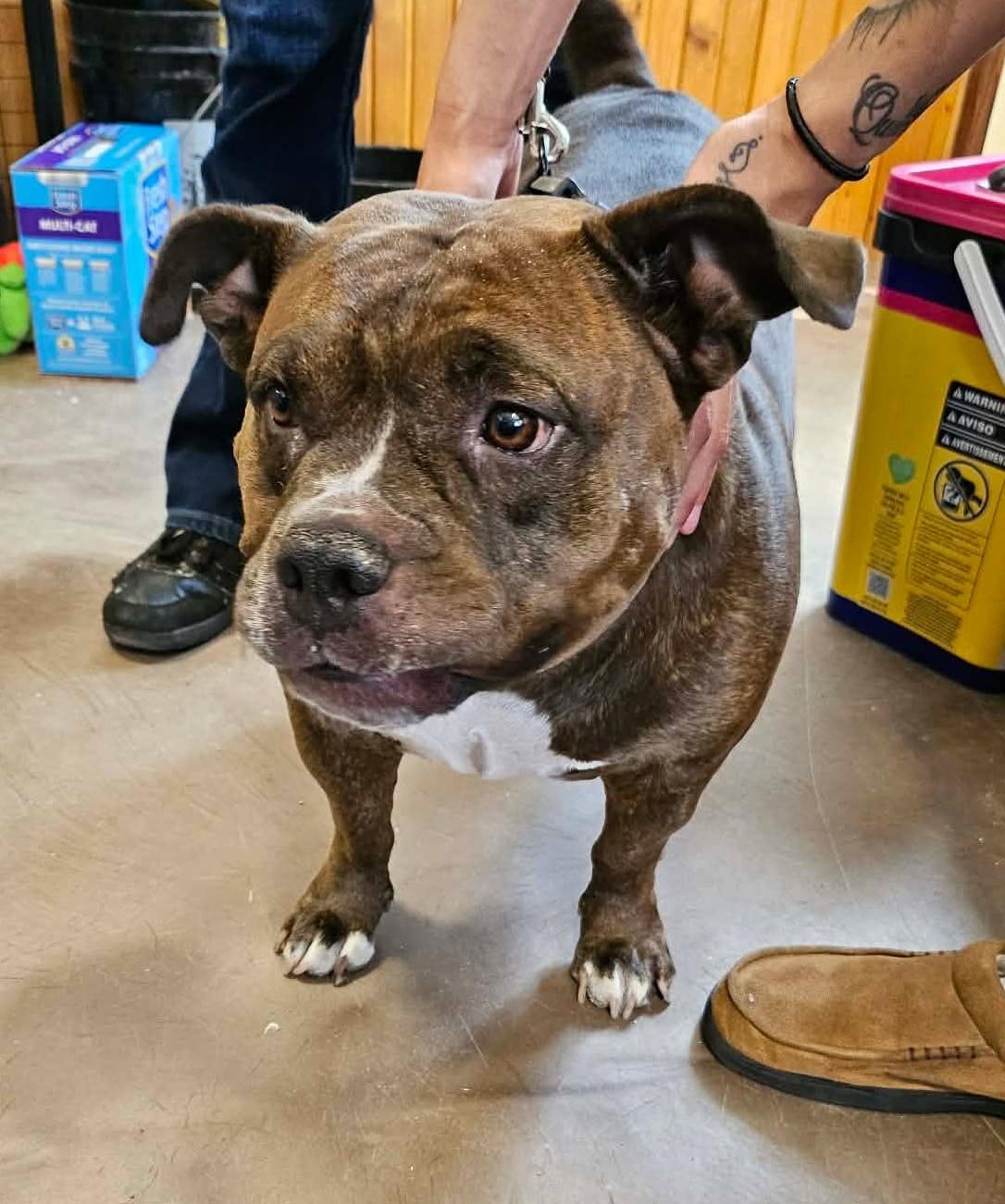 Estrella, a ADOPTABLE mixed breed in Chappell, NE image 1/2