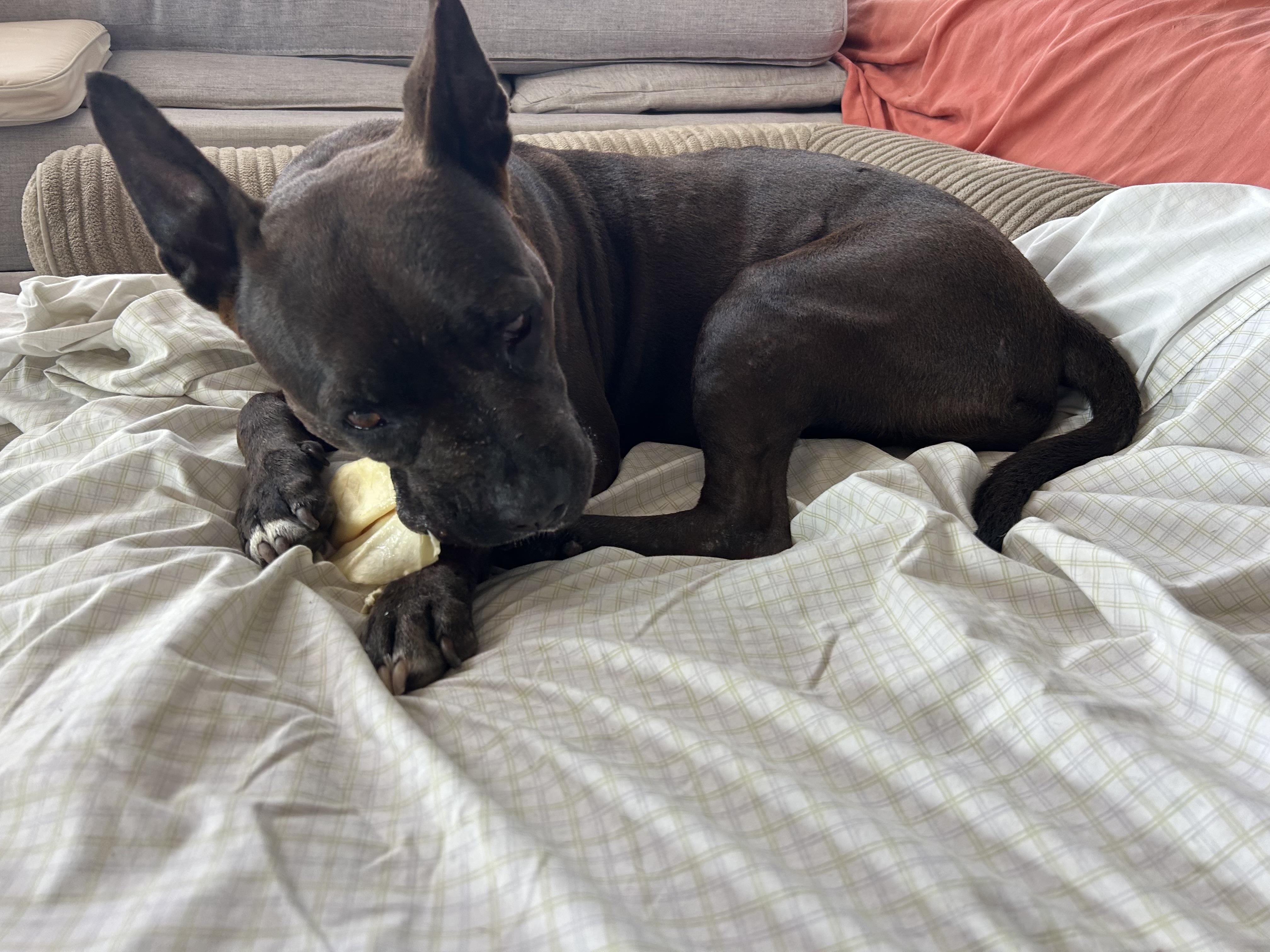 Enlarge Whoopi - The Cuddlebug, a ADOPTABLE mixed breed in HARTFORD, CT image 3/6