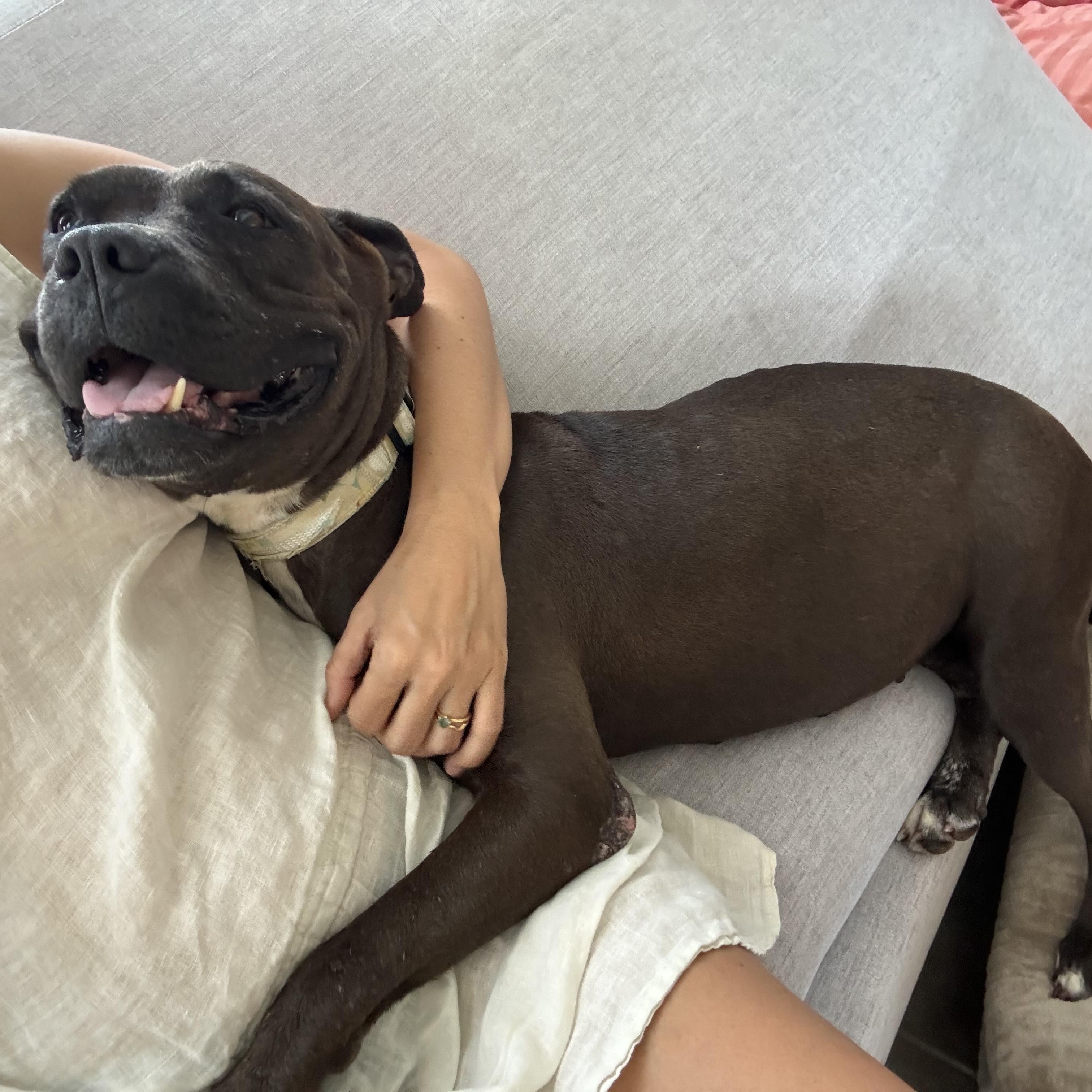 Enlarge Whoopi - The Cuddlebug, a ADOPTABLE mixed breed in HARTFORD, CT image 4/6
