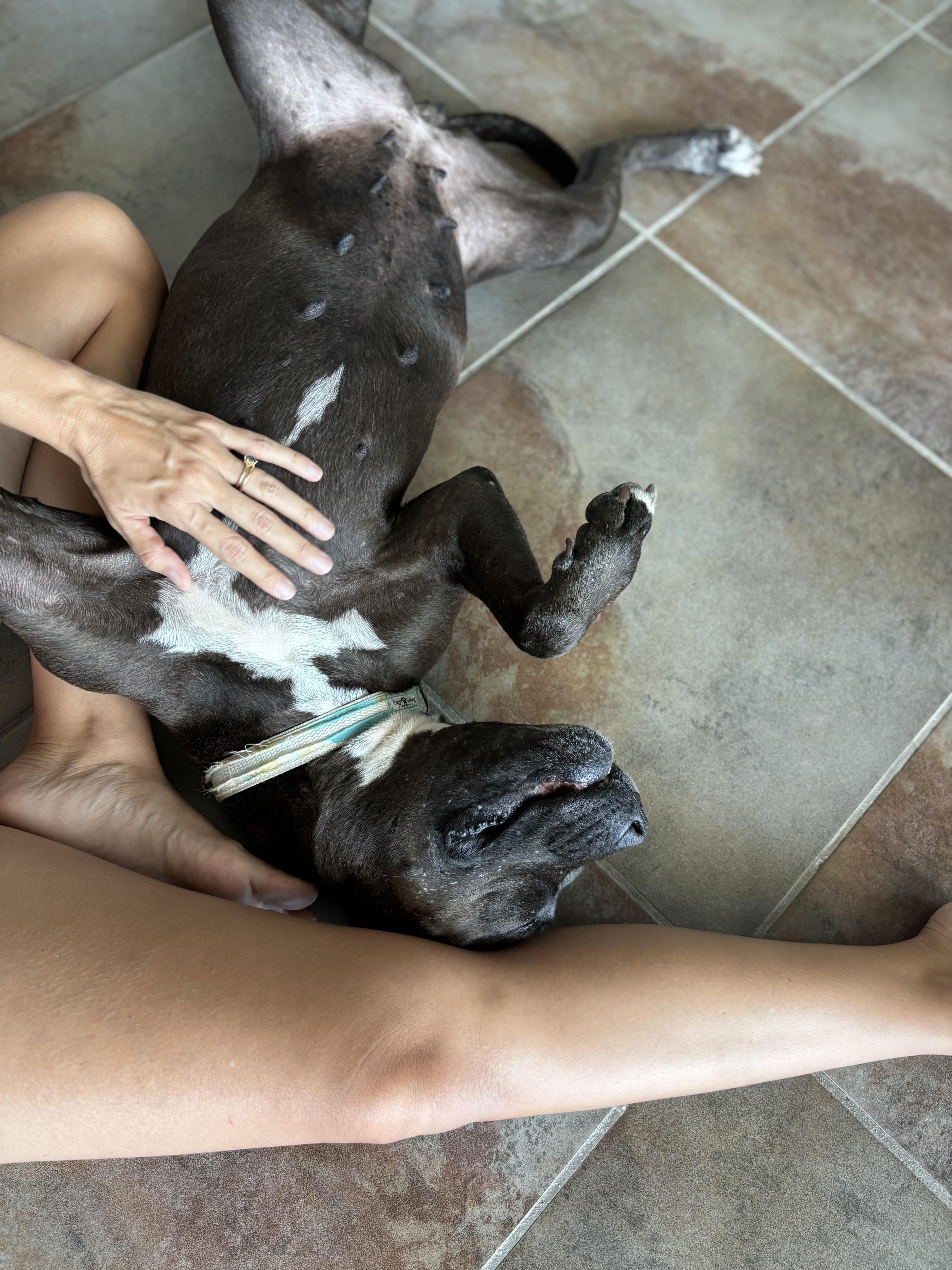 Enlarge Whoopi - The Cuddlebug, a ADOPTABLE mixed breed in HARTFORD, CT image 2/6