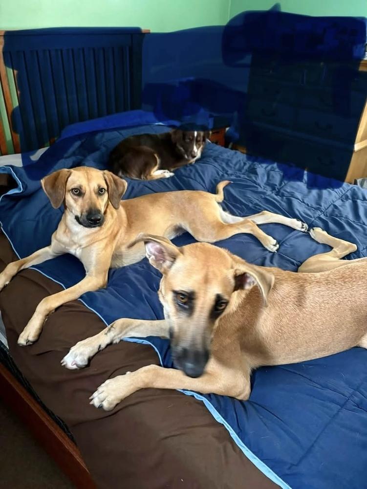 Victor, Adoptable, Puppy Male Black Mouth Cur & Shepherd.