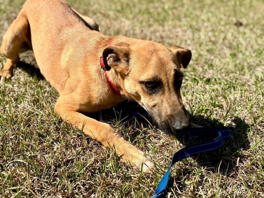 Victor, Adoptable, Puppy Male Black Mouth Cur & Shepherd.
