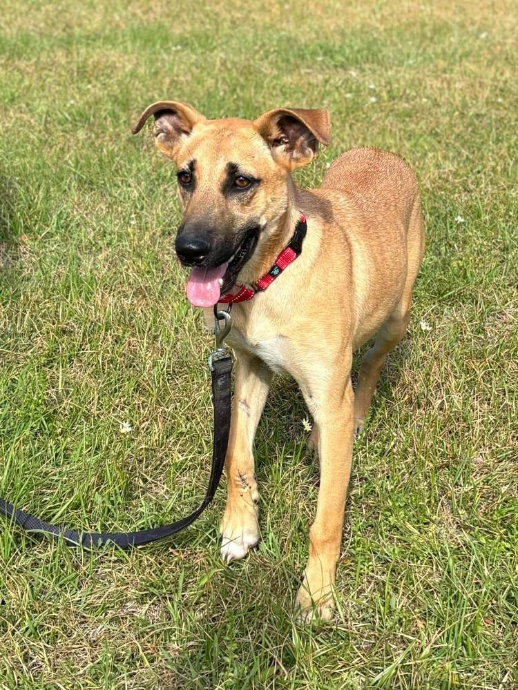 Enlarge Victor, a Adoptable mixed breed in Syracuse, NY image 1/6