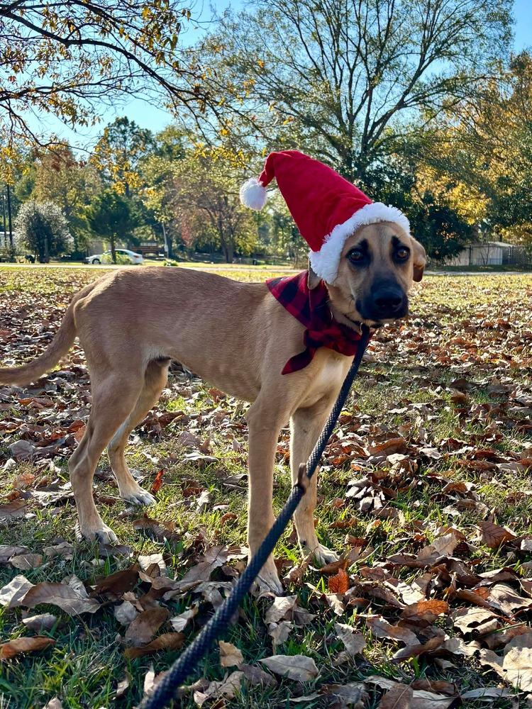 Enlarge Victor, a Adoptable mixed breed in Syracuse, NY image 2/6