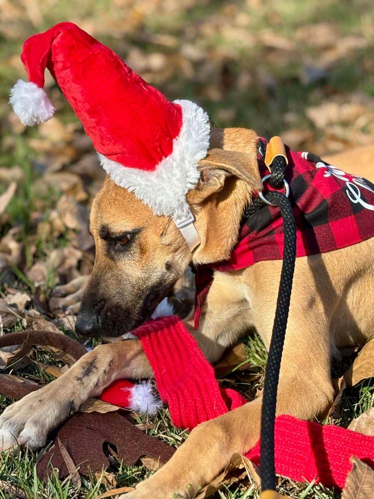 Enlarge Victor, a Adoptable mixed breed in Syracuse, NY image 3/6