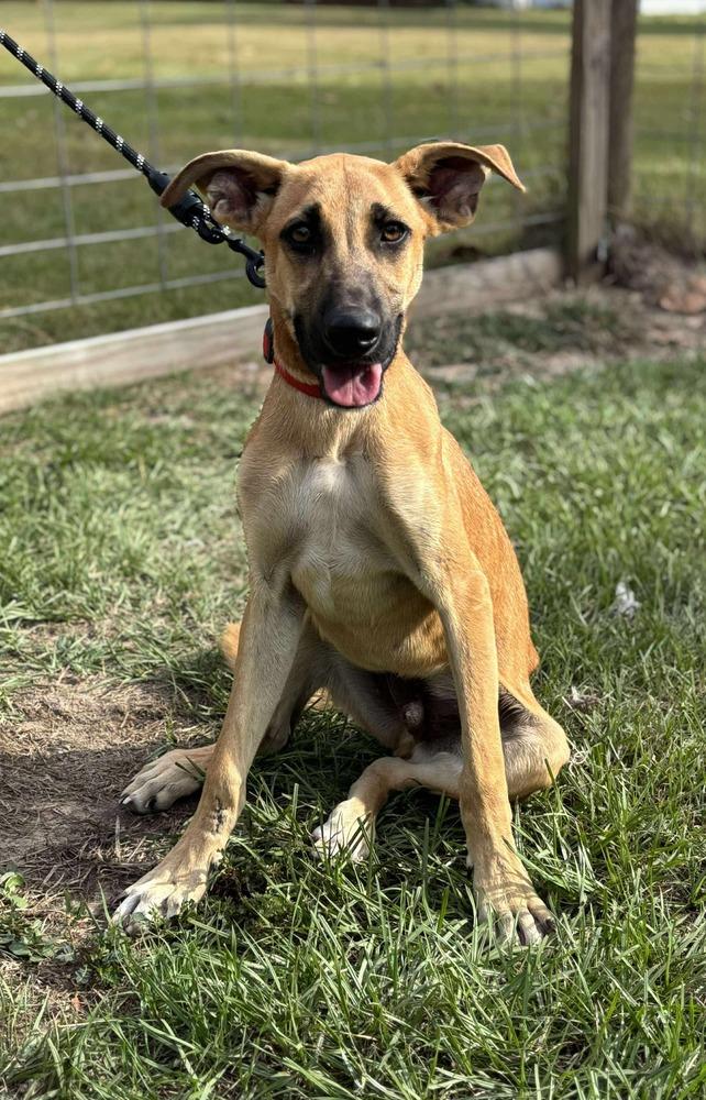 Enlarge Victor, a Adoptable mixed breed in Syracuse, NY image 4/6