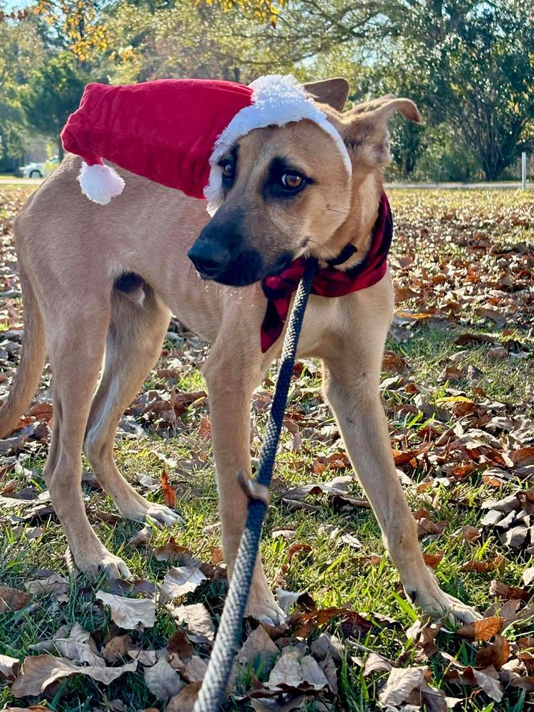 Enlarge Victor, a Adoptable mixed breed in Syracuse, NY image 4/6