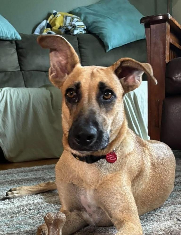 Enlarge Victor, a Adoptable mixed breed in Syracuse, NY image 2/6