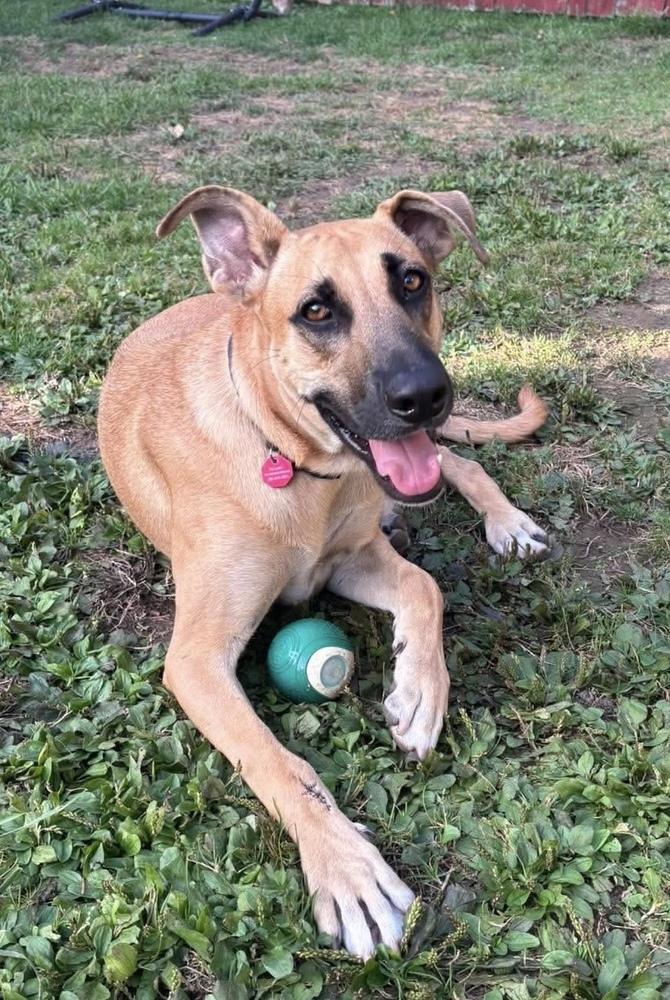 Enlarge Victor, a Adoptable mixed breed in Syracuse, NY image 3/6