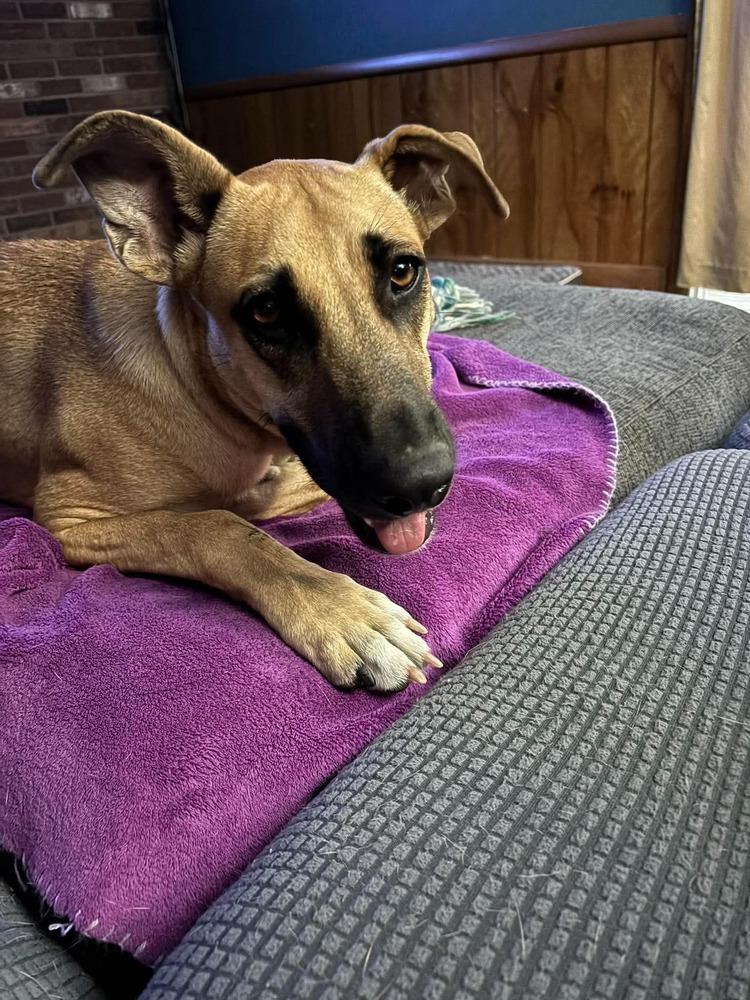Enlarge Victor, a Adoptable mixed breed in Syracuse, NY image 4/6