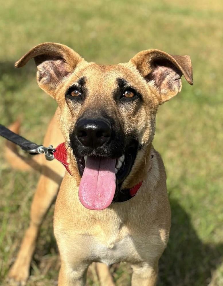 Enlarge Victor, a Adoptable mixed breed in Syracuse, NY image 4/6