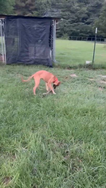 Enlarge Victor, a Adoptable mixed breed in Syracuse, NY video 4/6