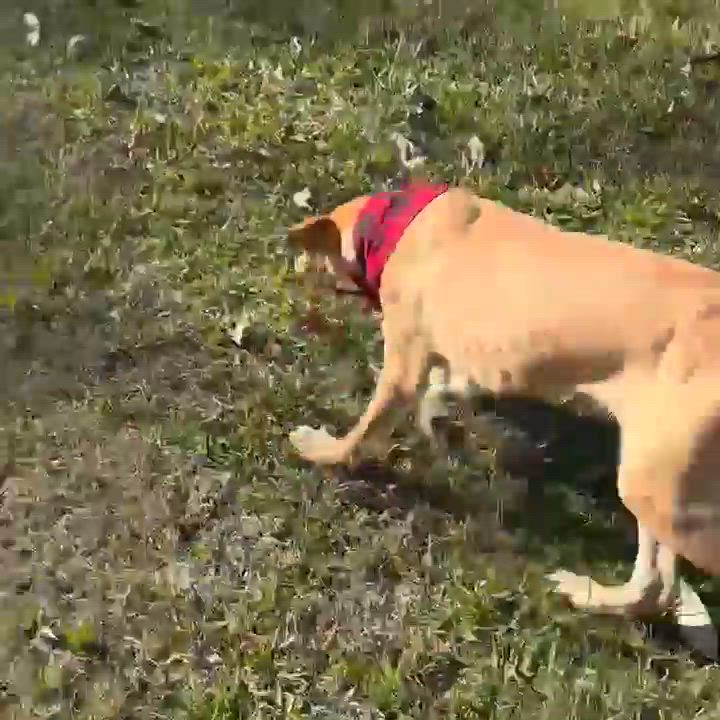 Enlarge Victor, a Adoptable mixed breed in Syracuse, NY video 5/6