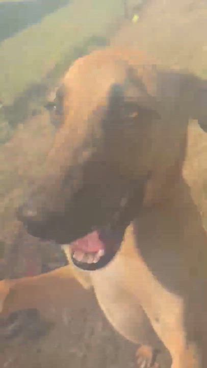 Enlarge Victor, a Adoptable mixed breed in Syracuse, NY video 6/6